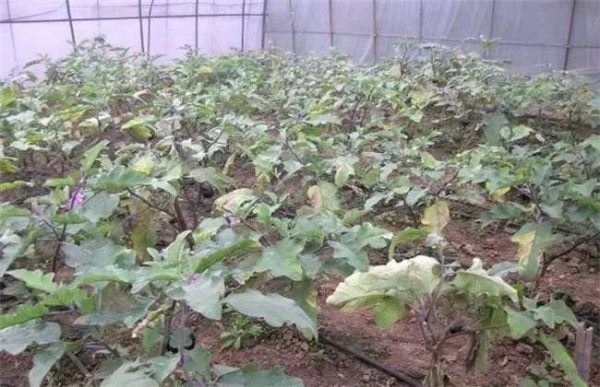 茄子萎蔫死亡怎么办？