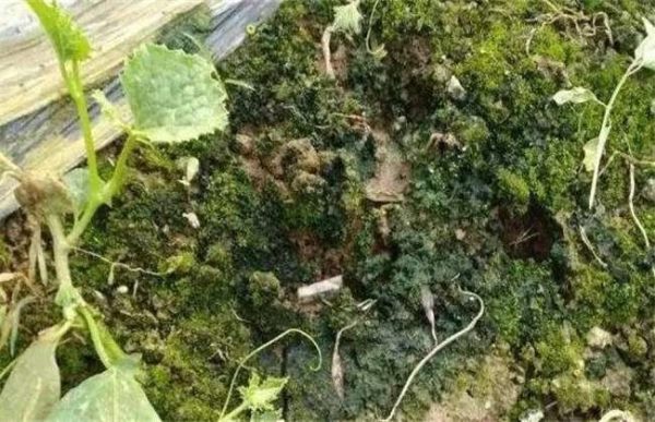 大棚土壤长青苔原因及解决多久？