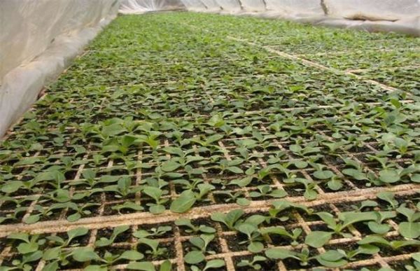 辣椒出苗后如何管理