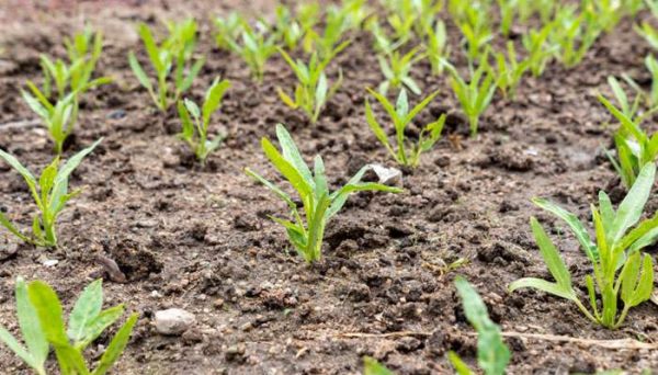 杂草为什么长得那么快