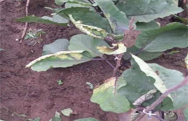 茄子叶子发黄怎么办？