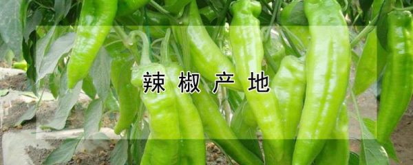 辣椒产地