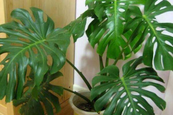 净化空气的植物室内花