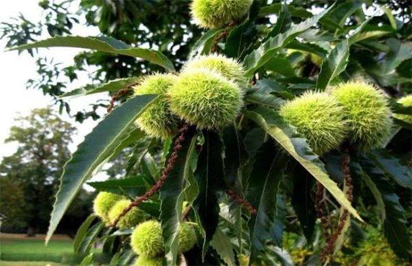 板栗的采收及贮藏多久？