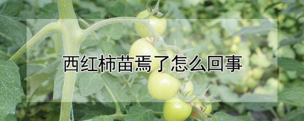 西红柿苗焉了怎么回事