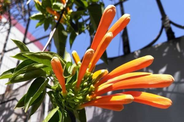 不招虫的爬藤植物