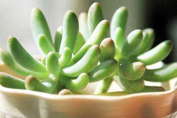 八千代多肉叶子全掉了