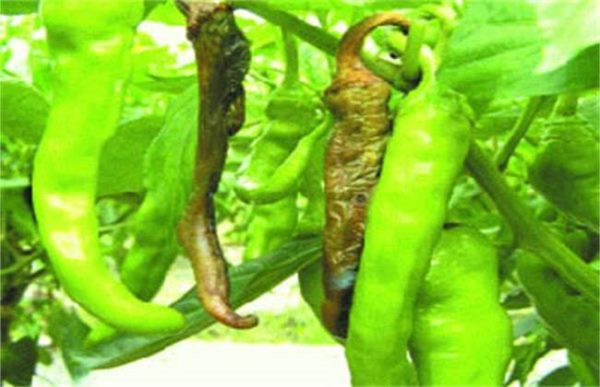 辣椒烂果怎么办？