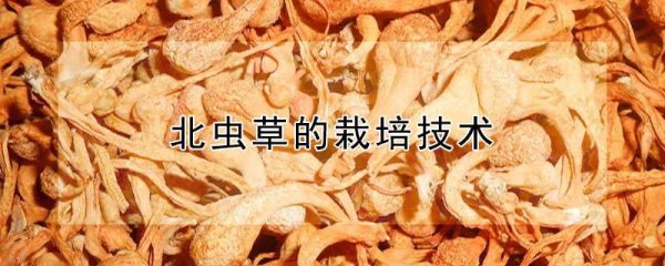 北虫草的栽培技术