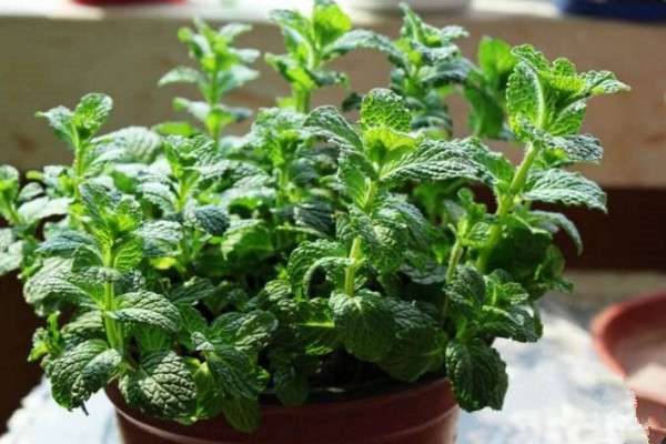 薄荷叶子为什么光蔫