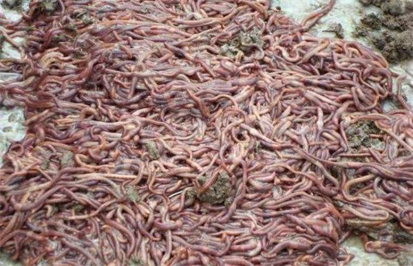 蚯蚓的销售渠道有哪些？