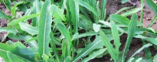 苦苦菜和蒲公英的区别