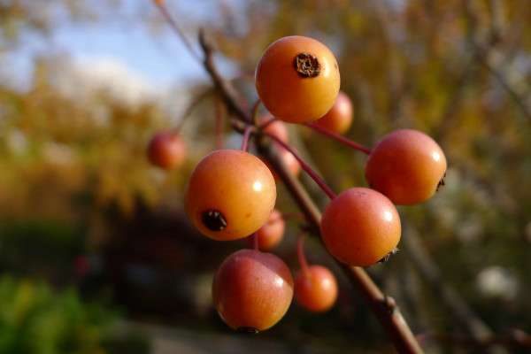 垂丝海棠果子可以吃吗