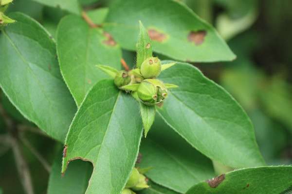 葱皮忍冬的果实能吃吗