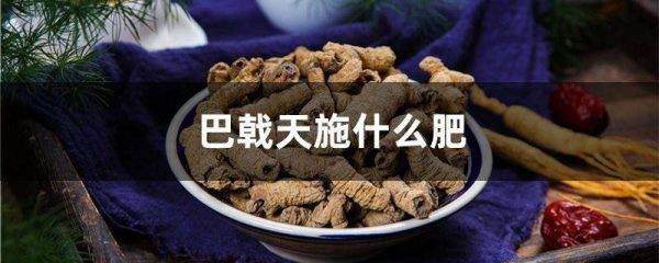 巴戟天施什么肥
