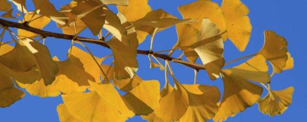 银杏树什么时候长叶子