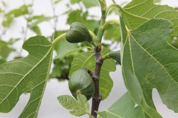 无花果有没有花