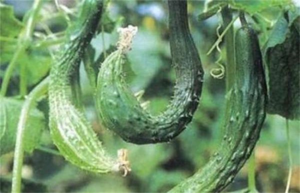黄瓜出现大肚果怎么办？