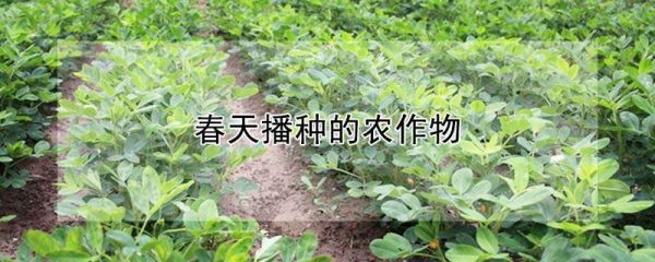 春天播种的农作物