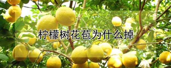 柠檬树花苞为什么掉