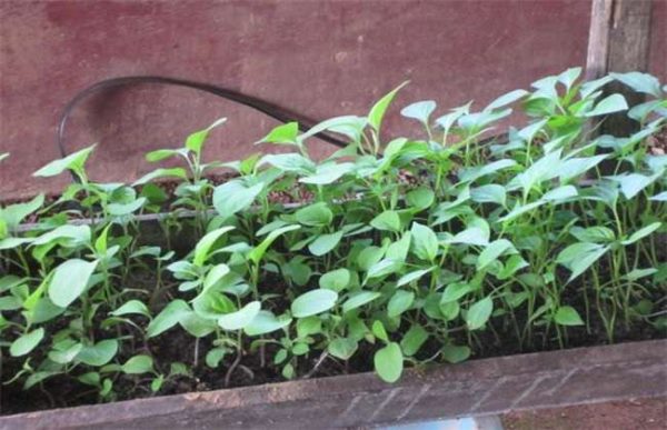 夏季育苗注意事项