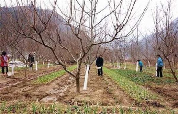 果树抽条产生的原因？