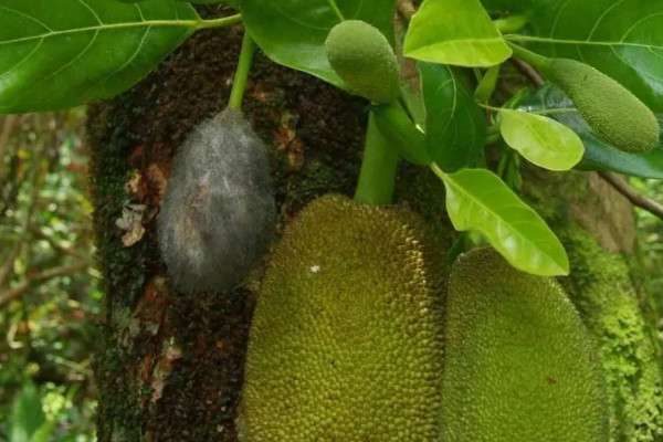 菠萝蜜的种子怎么种才能发芽