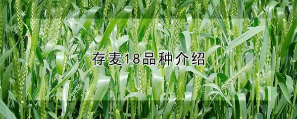 存麦18品种介绍