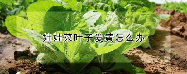 娃娃菜叶子发黄怎么办