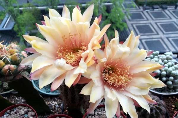 毛花柱几年开花