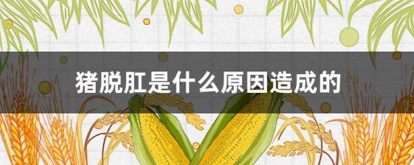 猪脱肛是什么原因造成的