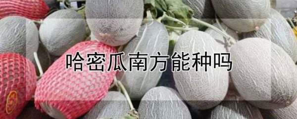 哈密瓜南方能种吗