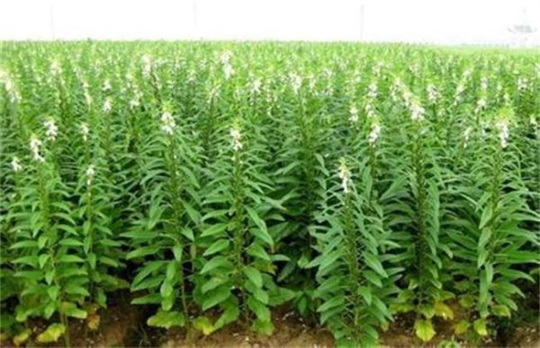 芝麻干旱严重时怎么办？