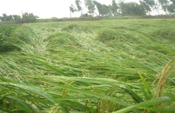 如何预防水稻倒伏