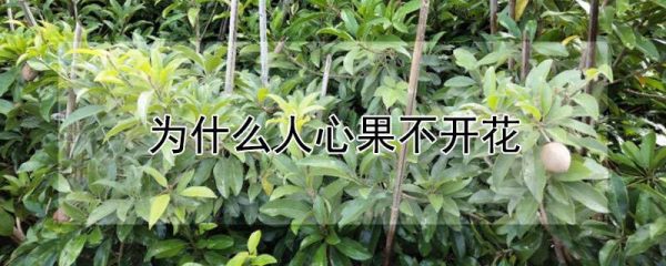 为什么人心果不开花