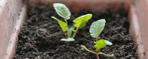 阳台种植蔬菜的技术和方法