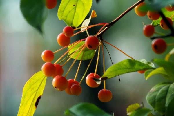 垂丝海棠果子可以吃吗