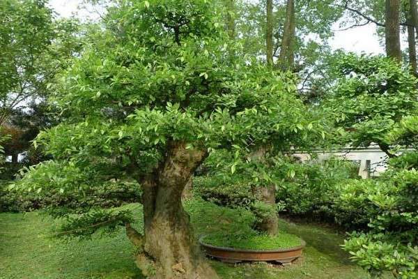 榆树上能嫁接什么果树