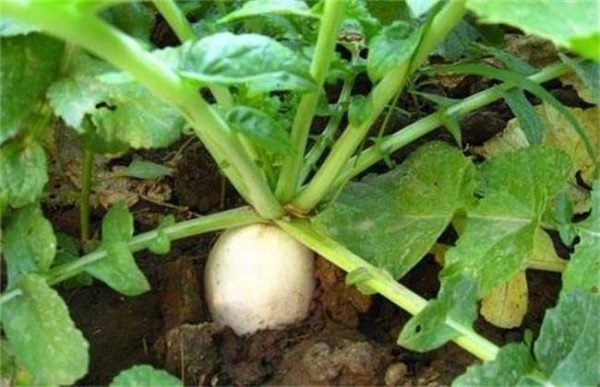 萝卜叶子发黄干枯怎么办？
