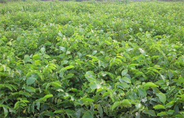 核桃树为什么不结果