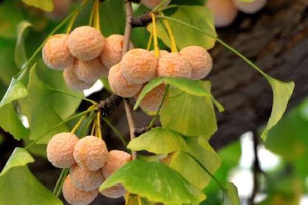 银杏有哪些品种