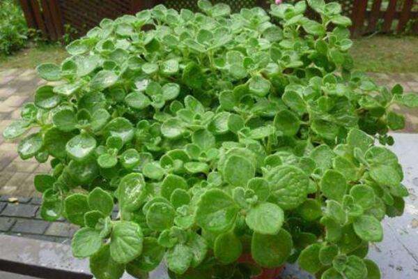 碰碰香蔫了怎么办