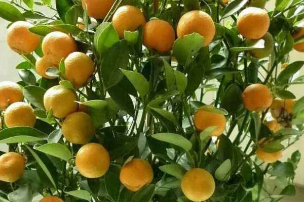 桔子树可以嫁接什么树