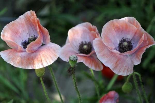 罂粟茎杆怎样利用