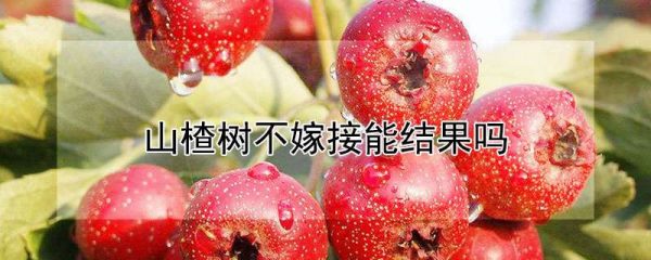 山楂树不嫁接能结果吗