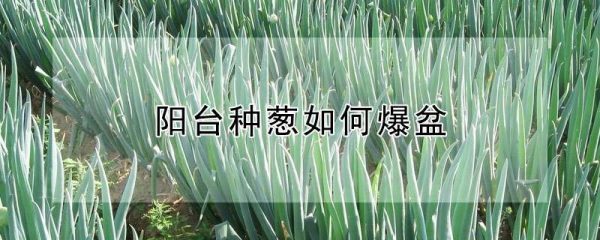 阳台种葱如何爆盆