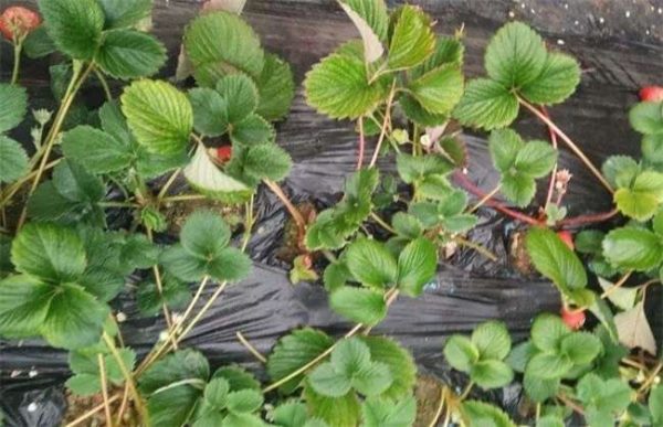 草莓旺长怎么办？