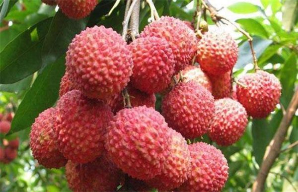 荔枝如何贮藏保鲜