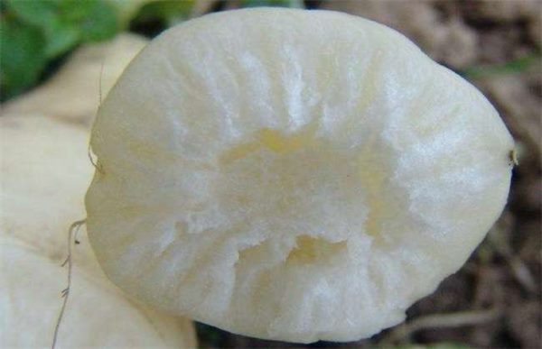 萝卜生长异常情况防治