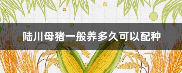 陆川母猪一般养多久可以配种